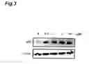 Fig. 04 - p27 protein inducer