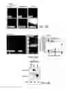 Fig. 09 - COMPOSITIONS AND METHODS OF TREATING NEOPLASIA
