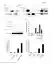 Fig. 05 - SIRTUIN BASED METHODS AND COMPOSITIONS FOR TREATING BETA-CATENIN-RELATED CONDITIONS