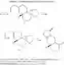 Fig. 33 - Synthesis of scabronines and analogues thereof