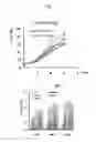 Fig. 02 - COSMETIC COMPOSITION COMPRISING VITAMIN U AS ACTIVE INGREDIENT FOR HEALING WOUNDS AND REDUCING WRINKLES