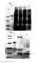 Fig. 02 - Method of producing cell extract for cell-free protein synthesis