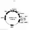 Fig. 06 - Recombinant antibody composition