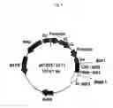 Fig. 07 - Recombinant antibody composition
