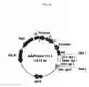Fig. 16 - Recombinant antibody composition
