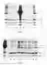 Fig. 03 - Method for Concentrating, Purifying and Removing Prion Protein