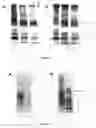 Fig. 06 - Method for Concentrating, Purifying and Removing Prion Protein