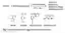 Fig. 02 - Ruthenium Catalysts and Uses Thereof