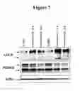 Fig. 08 - Compounds and Compositions for Modulating Lipid Levels and Methods of Preparing Same
