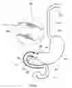 Fig. 30 - External anchoring configurations for modular gastrointestinal prostheses