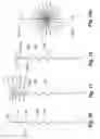 Fig. 11 - Medical electrode, electrode bundle and electrode bundle array