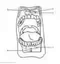 Fig. 01 - Gingival wafer