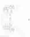 Fig. 08 - TRANS-PEDICULAR INTERBODY FUSION