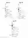 Fig. 09 - Endothelial scaffold graft and method therefor