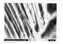 Fig. 01 - Biomedical implantable material and methods of producing the same