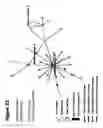 Fig. 34 - Correlation Analysis of Biological Systems