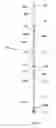Fig. 04 - Convertible Trekking Paddle