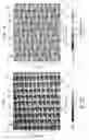 Fig. 08 - Fabric creped absorbent sheet with variable local basis weight