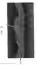 Fig. 17 - Fabric creped absorbent sheet with variable local basis weight