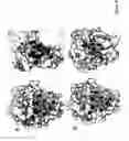 Fig. 06 - CRYSTAL STRUCTURE OF THE COMPLEX OF HEPATOCYTE GROWTH FACTOR BETA CHAIN WITH MET RECEPTOR AND METHODS OF USE