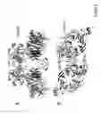 Fig. 08 - CRYSTAL STRUCTURE OF THE COMPLEX OF HEPATOCYTE GROWTH FACTOR BETA CHAIN WITH MET RECEPTOR AND METHODS OF USE
