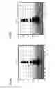 Fig. 06 - IMAGE READING APPARATUS, IMAGE PROCESSOR AND COLOR DETERMINATION METHOD