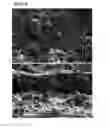 Fig. 03 - METHOD FOR PRODUCING DIELECTRIC FILM AND METHOD FOR PRODUCING CAPACITOR LAYER-FORMING MATERIAL USING THE METHOD FOR PRODUCING DIELECTRIC FILM
