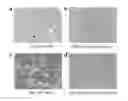 Fig. 01 - Cardiac Tissue-Derived Cells
