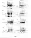 Fig. 02 - Recombinant HCV E2 glycoprotein