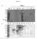 Fig. 02 - Chlamydia vaccine