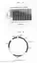 Fig. 03 - Human anti-α9 integrin antibody