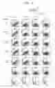Fig. 08 - Human anti-α9 integrin antibody