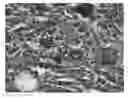 Fig. 01 - Scaffold for tissue regeneration in mammals