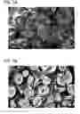 Fig. 04 - Scaffold for tissue regeneration in mammals