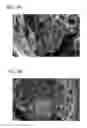 Fig. 05 - Scaffold for tissue regeneration in mammals