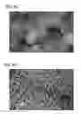 Fig. 06 - Scaffold for tissue regeneration in mammals