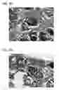 Fig. 12 - Scaffold for tissue regeneration in mammals