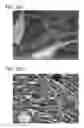 Fig. 14 - Scaffold for tissue regeneration in mammals