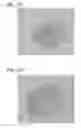 Fig. 17 - Scaffold for tissue regeneration in mammals