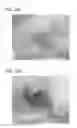 Fig. 20 - Scaffold for tissue regeneration in mammals