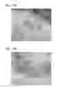 Fig. 22 - Scaffold for tissue regeneration in mammals