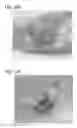 Fig. 24 - Scaffold for tissue regeneration in mammals