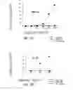 Fig. 06 - VACCINE COMPOSITION CONTAINING SYNTHETIC ADJUVANT