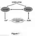 Fig. 02 - Use of transplatin to prevent hearing loss