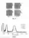 Fig. 06 - Structural colors having UV reflectance via spray layer-by-layer processing