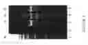 Fig. 07 - Rapid screening of biologically active nucleases and isolation of nuclease-modified cells