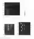 Fig. 09 - Rapid screening of biologically active nucleases and isolation of nuclease-modified cells