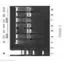 Fig. 10 - Rapid screening of biologically active nucleases and isolation of nuclease-modified cells