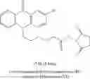Fig. 07 - Method for measuring aromatase activity
