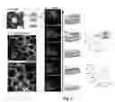 Fig. 04 - Neuronal cells cultured on microparticles and methods of using the neuronal cells